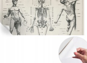 Öntapadós Dekoratív Fotótapéta Hálószobába Klasszikus anatómia 250x104