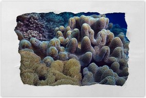 Poszterek 90x60 Sárga korallzátony