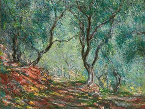 Reprodukció Olive Trees in the Moreno Garden (1884), Claude Monet