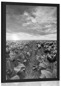 Poszter napkelte tulipánok felett fekete fehérben