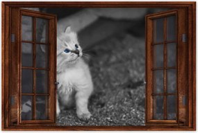 Poszterek 60x40 Szimpatikus cica macskák