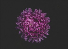 Lila virág képe (70x50 cm)