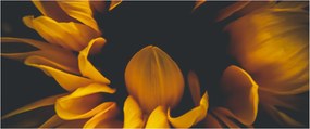 Kép - Napraforgó fekete háttérben (120x50 cm)