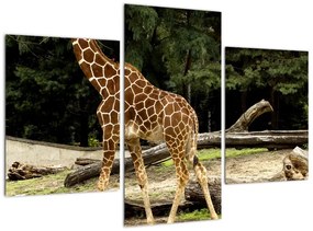 Modern kép - állatok (90x60cm)