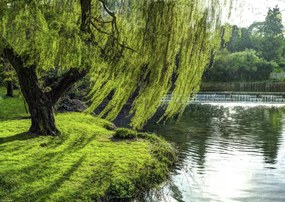 Poszter 42x29,7cm Fa a folyóparton, Assaf Frank