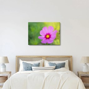 Kép - réti virág (70x50 cm)