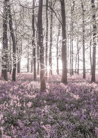 Poszter 42x59,4cm Bluebell erdő tavasszal naplementekor, Assaf Frank
