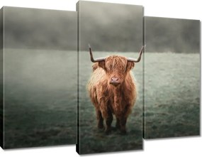 Vászonkép 90x70 Skót szőrös tehén