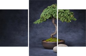Kép - Bonsai (90x60 cm)