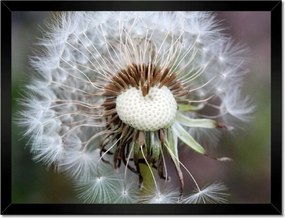 Poszterek keretben 40x30 Pitypang Virág Virágok