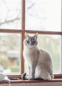 Poszter 50x70cm Macska az ablakpárkányon, Assaf Frank