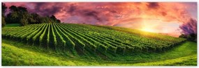 Poszterek 200x66 Szőlőbirtok Tájkép