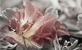 Design fali fotótapéta Flizelin Pasztell virág 416x254 Ragasztó