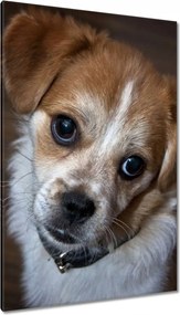 Vászonkép 80x120 Kutya