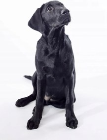 Poszter 53x81cm Fekete labrador, fehér alapon, Assaf Frank