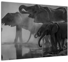 Elefánt képe - fekete fehér (70x50 cm)
