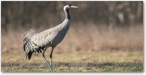 Fotó-kép fotó edzett üveg 140x70