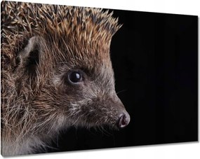 Vászonkép 100x70 Sündisznó fekete alapon