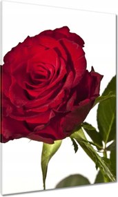 Vászonkép 70x100 Vörös rózsa