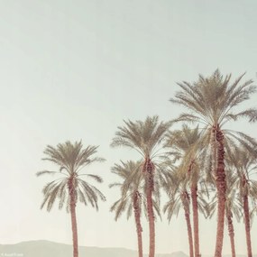 Poszter 20x20cm Pálmafák, Assaf Frank