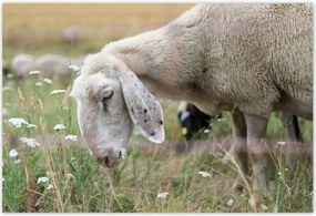 Poszterek 155x105 Bárány a legelőn