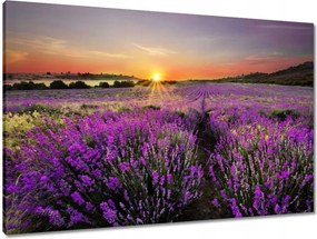 Vászonkép 90x60 Levendula rét