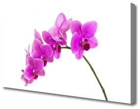 Vászonkép Orchidea virág orchidea 100x50 cm