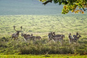 Poszter 45x30cm Csorda, Assaf Frank