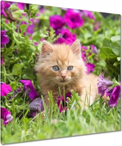 Vászonkép 90x90 Cica Cicák Macskák