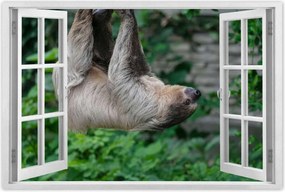 Poszterek 120x80 Lajhár lustaság közben