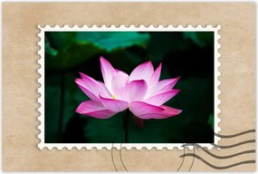 Poszterek 90x60 Lótuszvirág