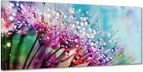 Képek 210x100 harmatcseppek Pitypang