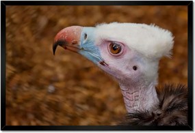 Poszterek keretben 60x40 Keselyű