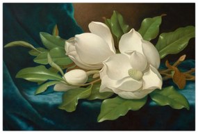 Kép - Martin Johnson Heade, Giant Magnolias on a Blue Velvet Cloth, reprodukciók (90x60 cm)