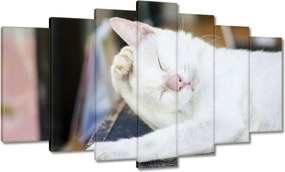 Képek 140x80 Cica Cicák Macskák