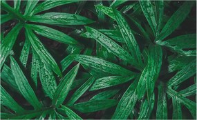 Flizelin fotótapéta Hálószoba Nappali Természetes zöld 416x254