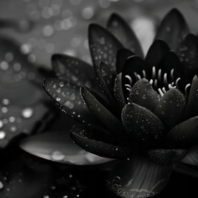 Poszter 80x80cm Lótusz fekete