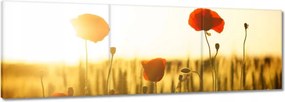 Vászonkép 150x50 Pipacsok napfelkeltekor