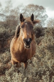 Poszter 53x81cm Ló a vadonban, Assaf Frank