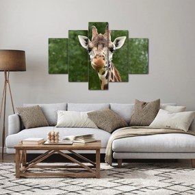 Egy zsiráf képe (150x105 cm)