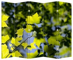 Paraván - Juhar levelek (210x170 cm)