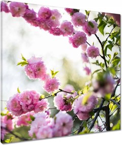 Vászonkép 60x60 Rózsaszín virágok Gyönyörű