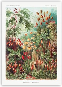 Botanikus Poszter színes növények 21x30cm #244