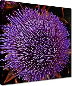 Vászonkép 40x40 Virág Lila Csipkebogyó