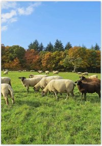 Poszterek 70x100 Juh legeltetés Bárányok Juhok