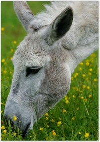 Poszterek 70x100 Dardanellák szamara