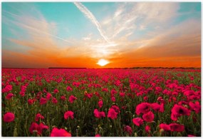 Poszterek 185x125 Rózsaszín pipacsok Naplemente