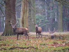 Poszter 40x30cm Szarvasok az erdőben, Assaf Frank