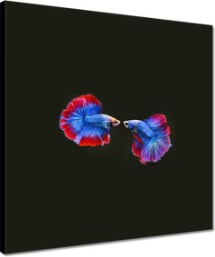 Vászonkép 40x40 Színes két harcos