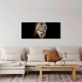Kép - Tigris (120x50 cm)